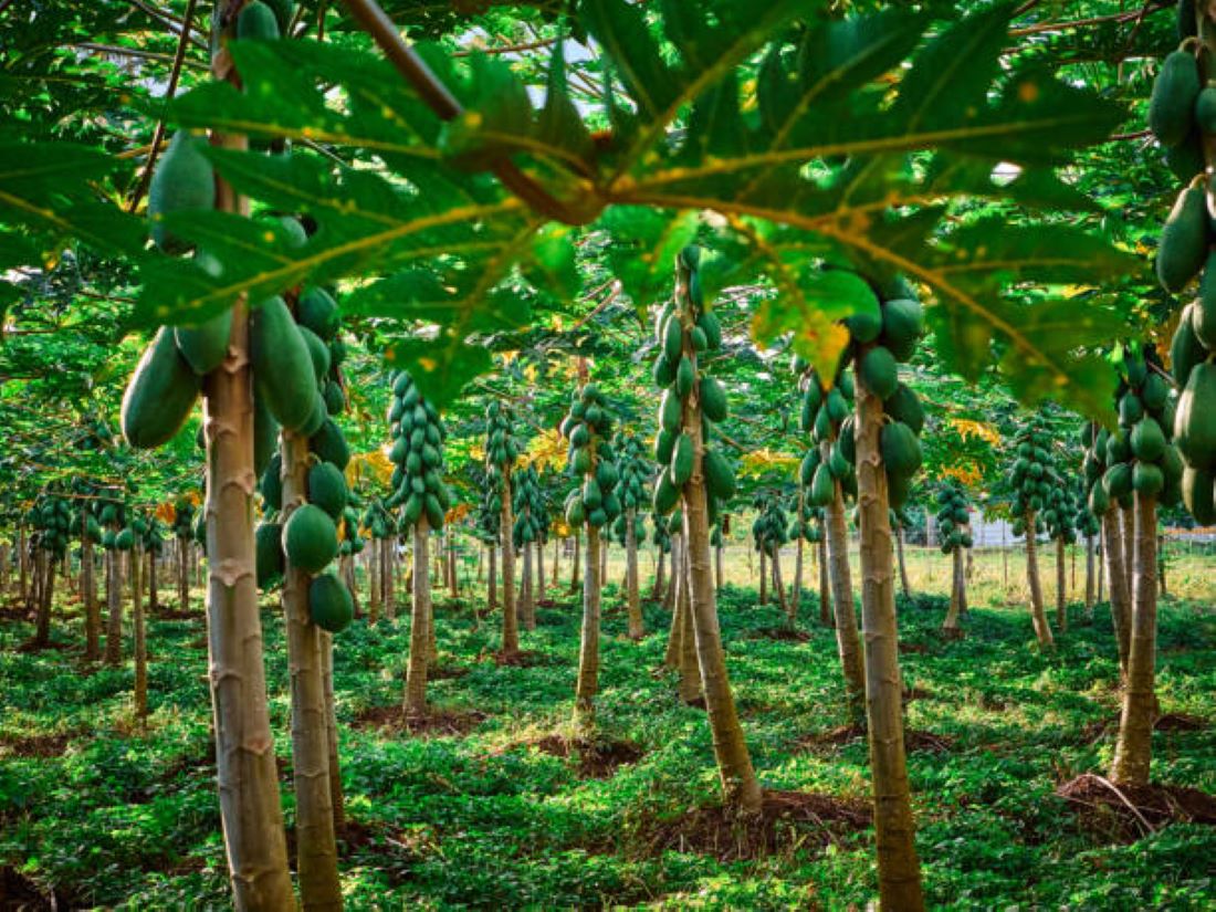 7 Manfaat Mengkonsumsi Pepaya Muda, Nomor 3 Menjaga Kesehatan Kulit