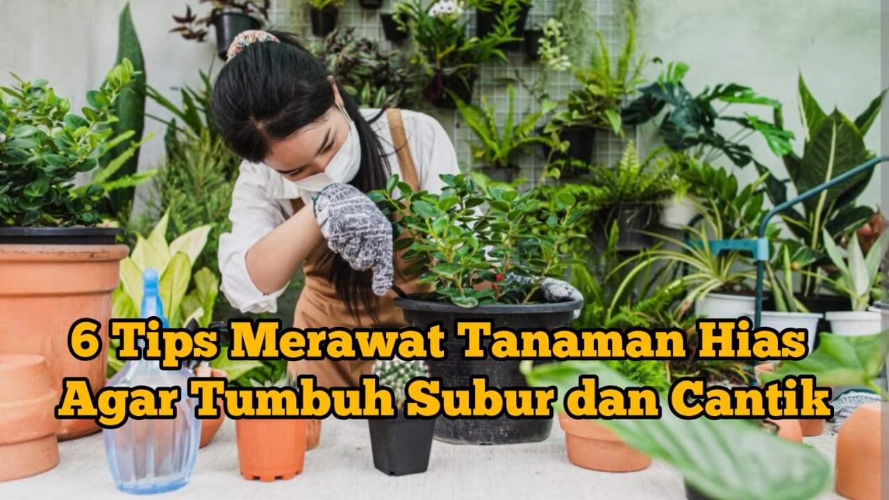 6 Tips Ampuh Merawat Tanaman Hias Agar Tumbuh Subur, Cantik Hingga Daun Super Jumbo Cobain Yuk!