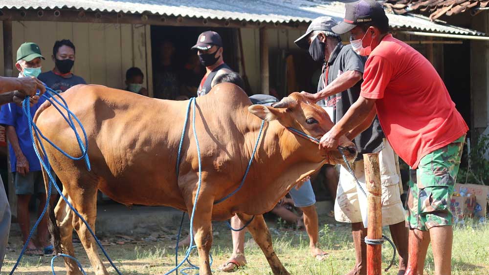 Perhatikan 2 Syarat Ini Saat Melihat Hewan Kurban Disembelih, Pahala yang Didapat Berlipat