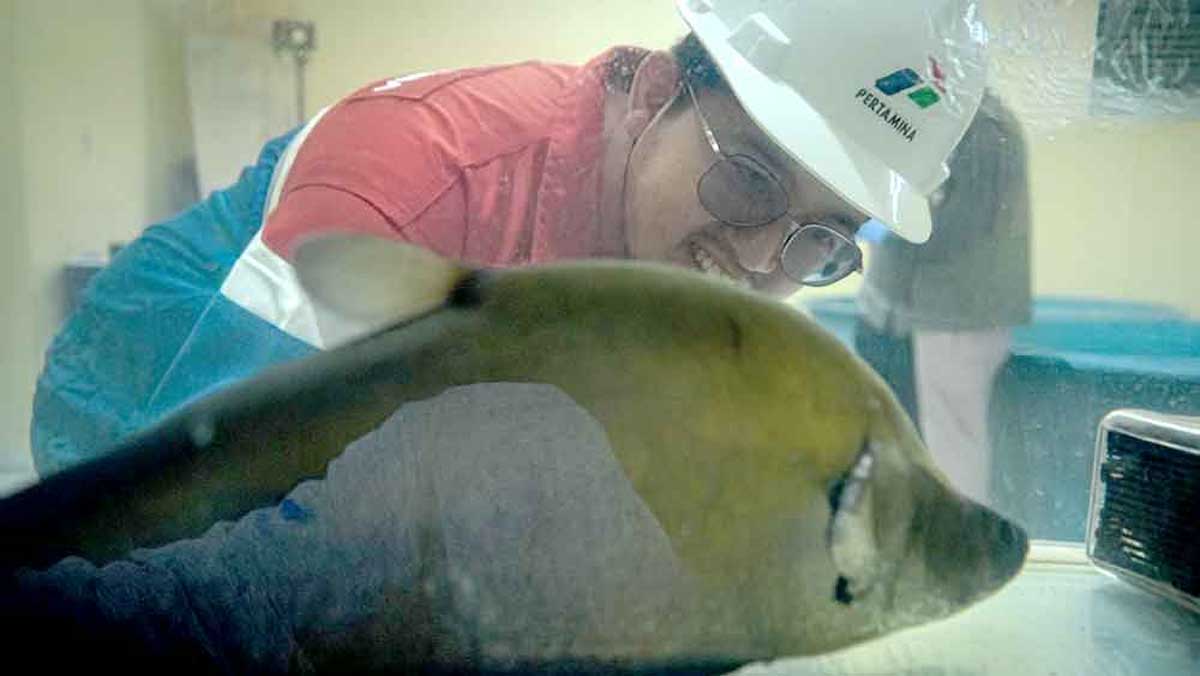 Langkah Nyata Kilang Pertamina Plaju Menjaga Belida, Warisan Hayati Nusantara yang Nyaris Punah