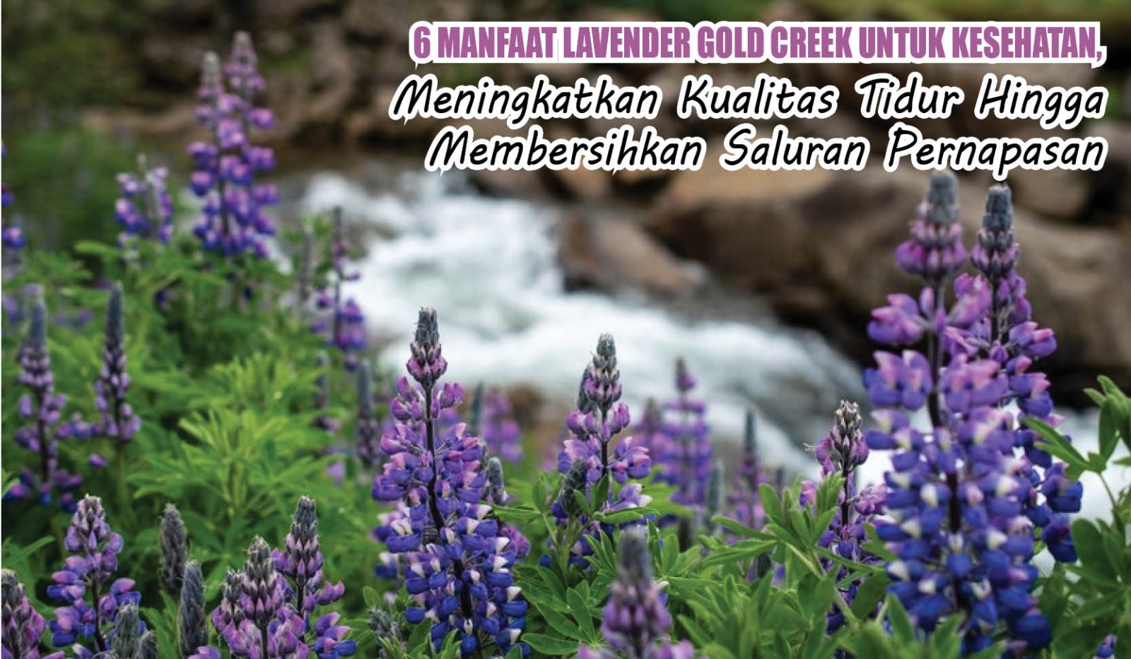 6 Manfaat Lavender Gold Creek untuk Kesehatan, Meningkatkan Kualitas Tidur Hingga Bersihkan Saluran Pernapasan