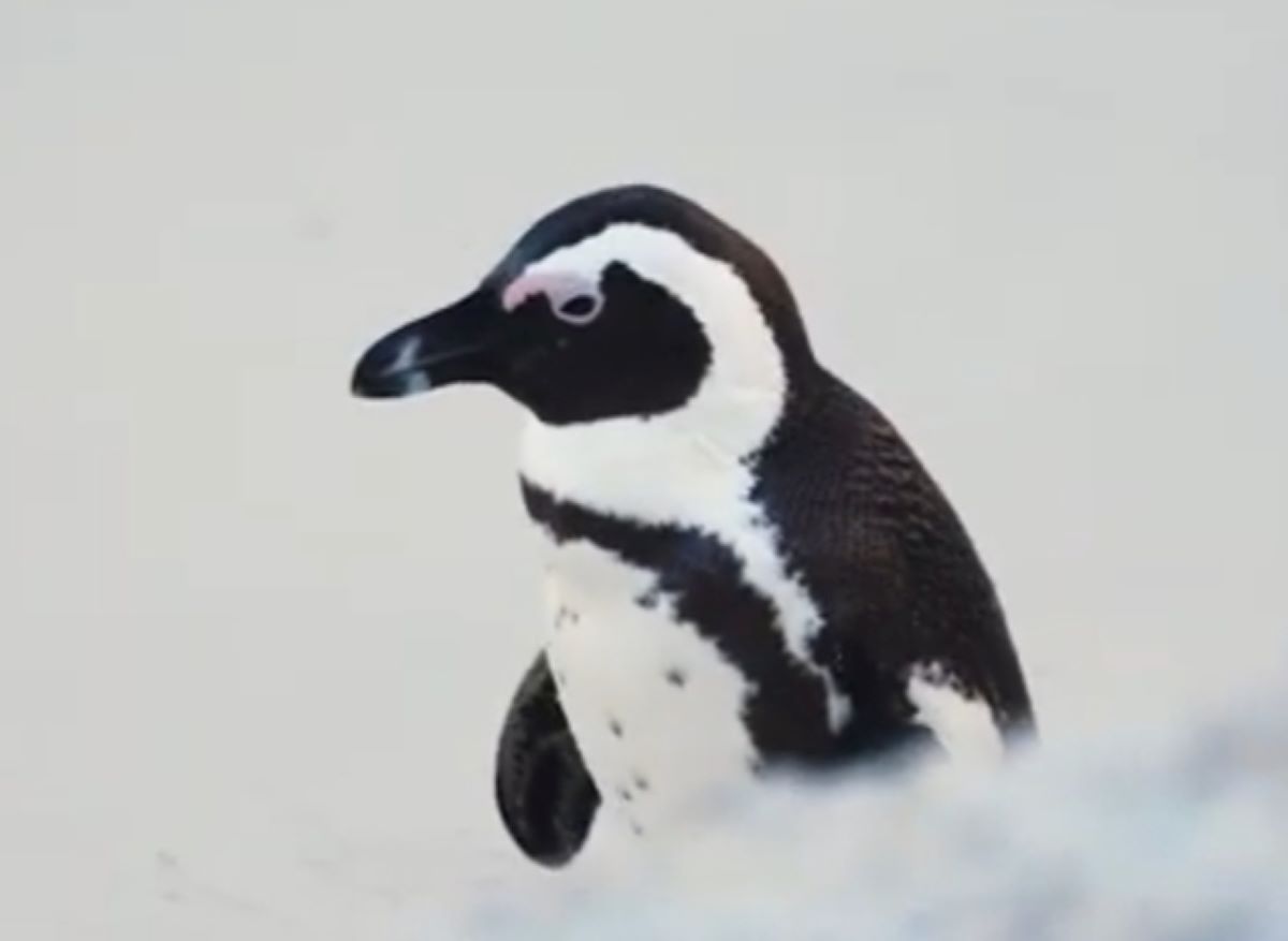 Berikut Ini Cara Pinguin Beradaptasi, Nomor 3 Pakai Kaki dan Sirip 