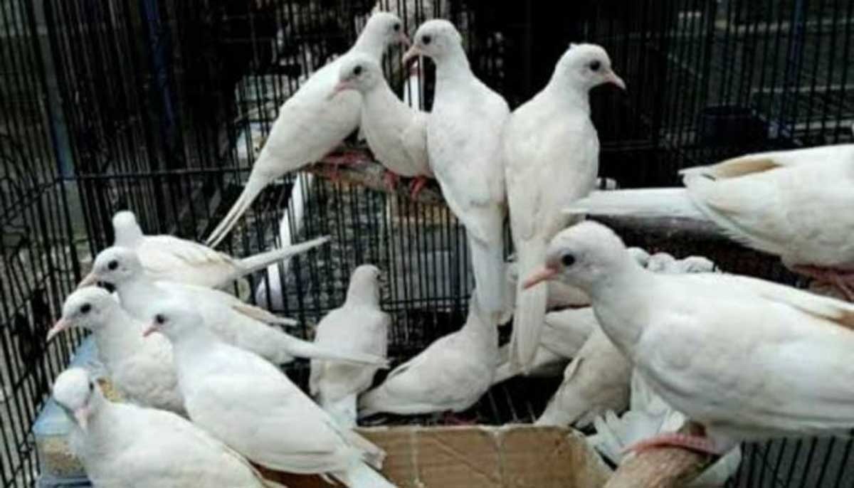 Burung Perkutut Jenis Ini Konon Bawa Keberuntungan, Percaya Atau Tidak?