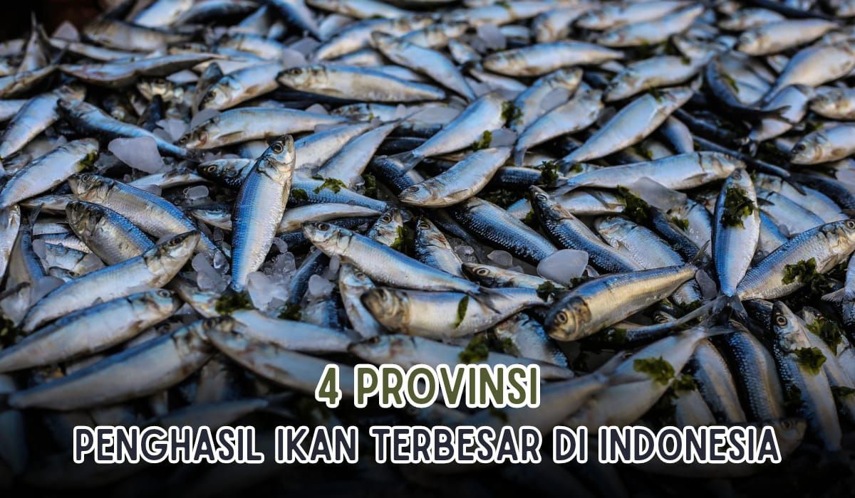 4 Provinsi Penghasil Ikan Terbesar di Indonesia, Juaranya Bukan NTT, Tapi dari Daerah Ini Lho!