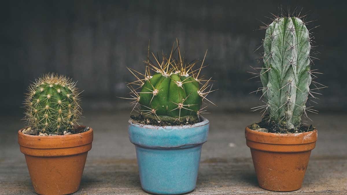 5 Jenis Tanaman Kaktus dan Manfaatnya yang Ternyata Bisa Mengurangi Stres