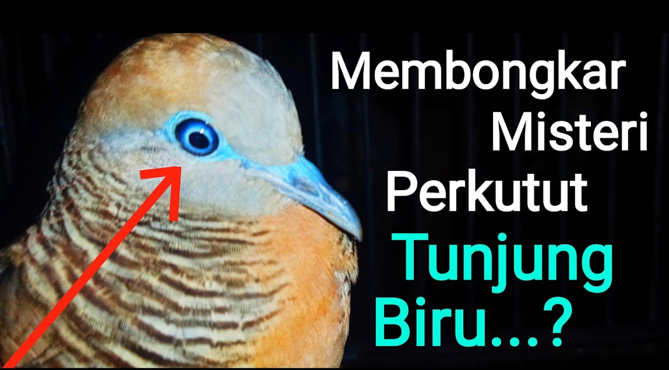 Pemula Harus Tahu! Ini Dia Ciri dan Mitos yang Dimiliki Perkutut Katuranggan Tunjung Biru