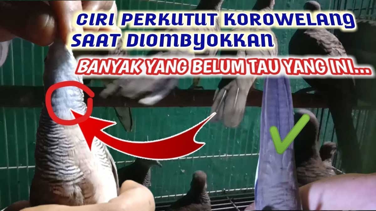 Ciri Perkutut Katuranggan Korowelang, Burung yang Dianggap Keramat, Tuahnya di Luar Nalar 