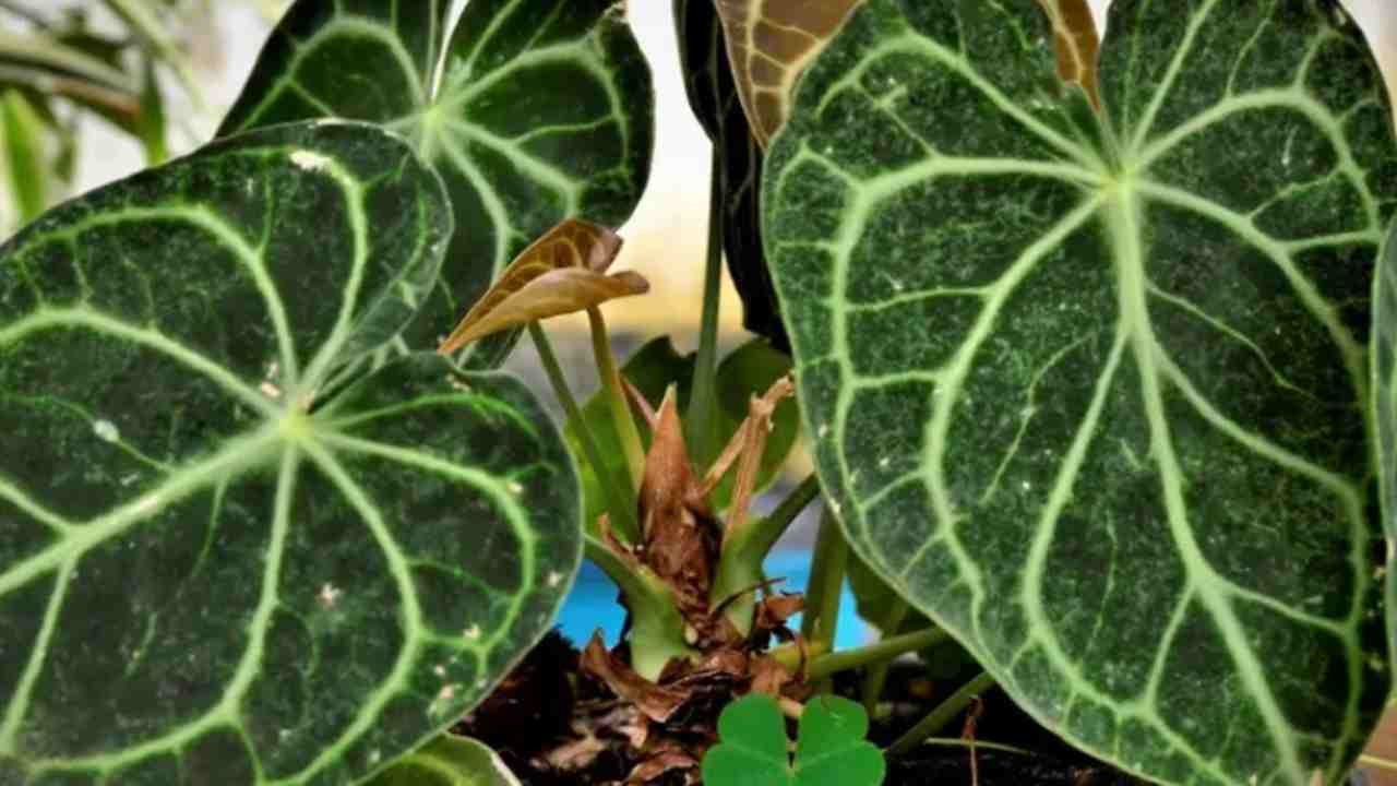 Pecinta Tanaman Hias Wajib Punya Kuping Gajah, Ini Alasannya!