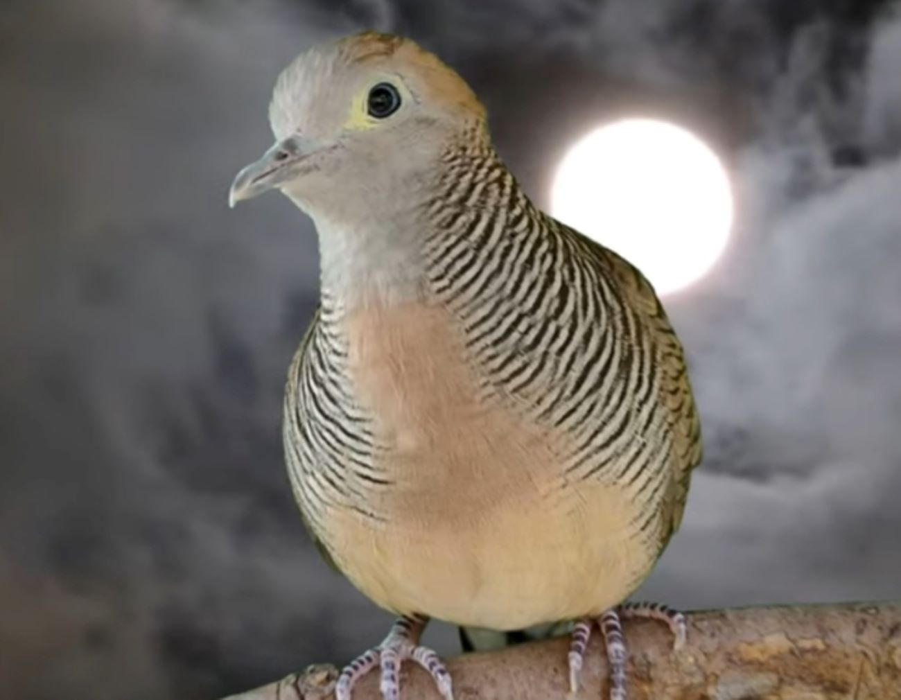 SIMAK! Inilah 3 Mitos Tentang Burung Perkutut yang Berkembang di Kalangan Masyarakat Jawa 