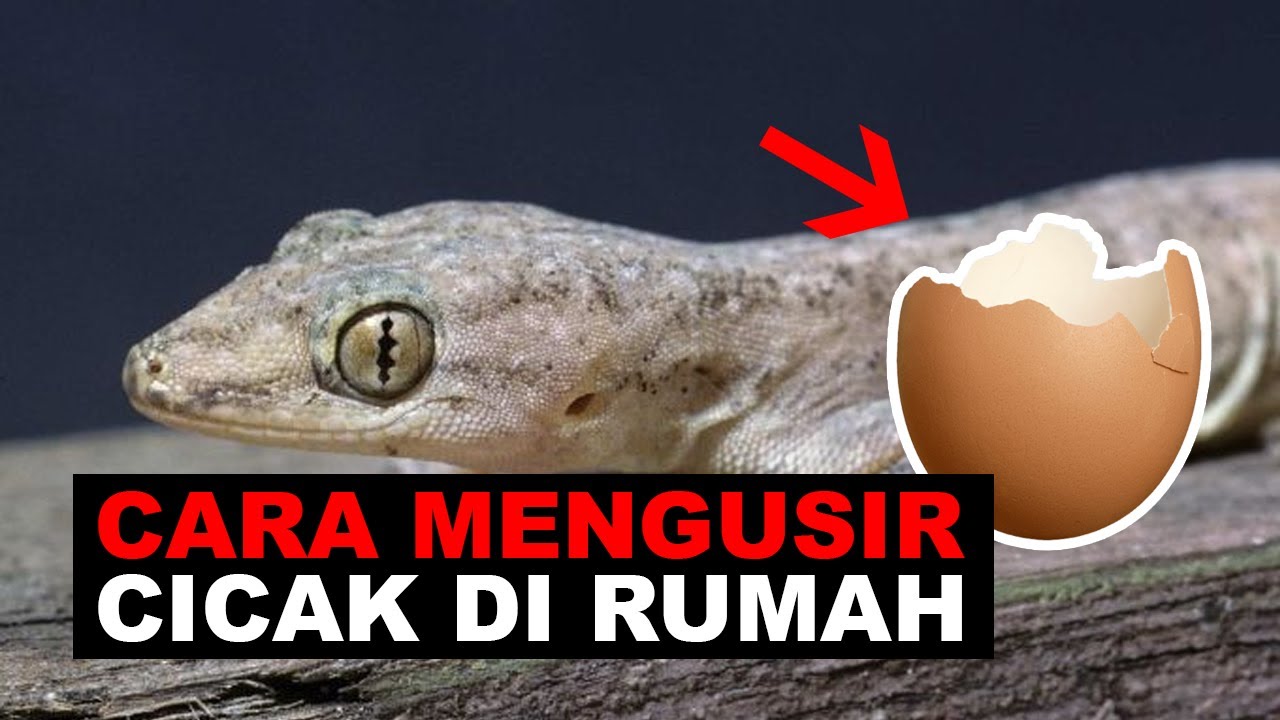 6 Tips Mengusir Cicak dari Rumah Agar Tak Datang Lagi Hanya dengan Bahan Alami, Ini Caranya!