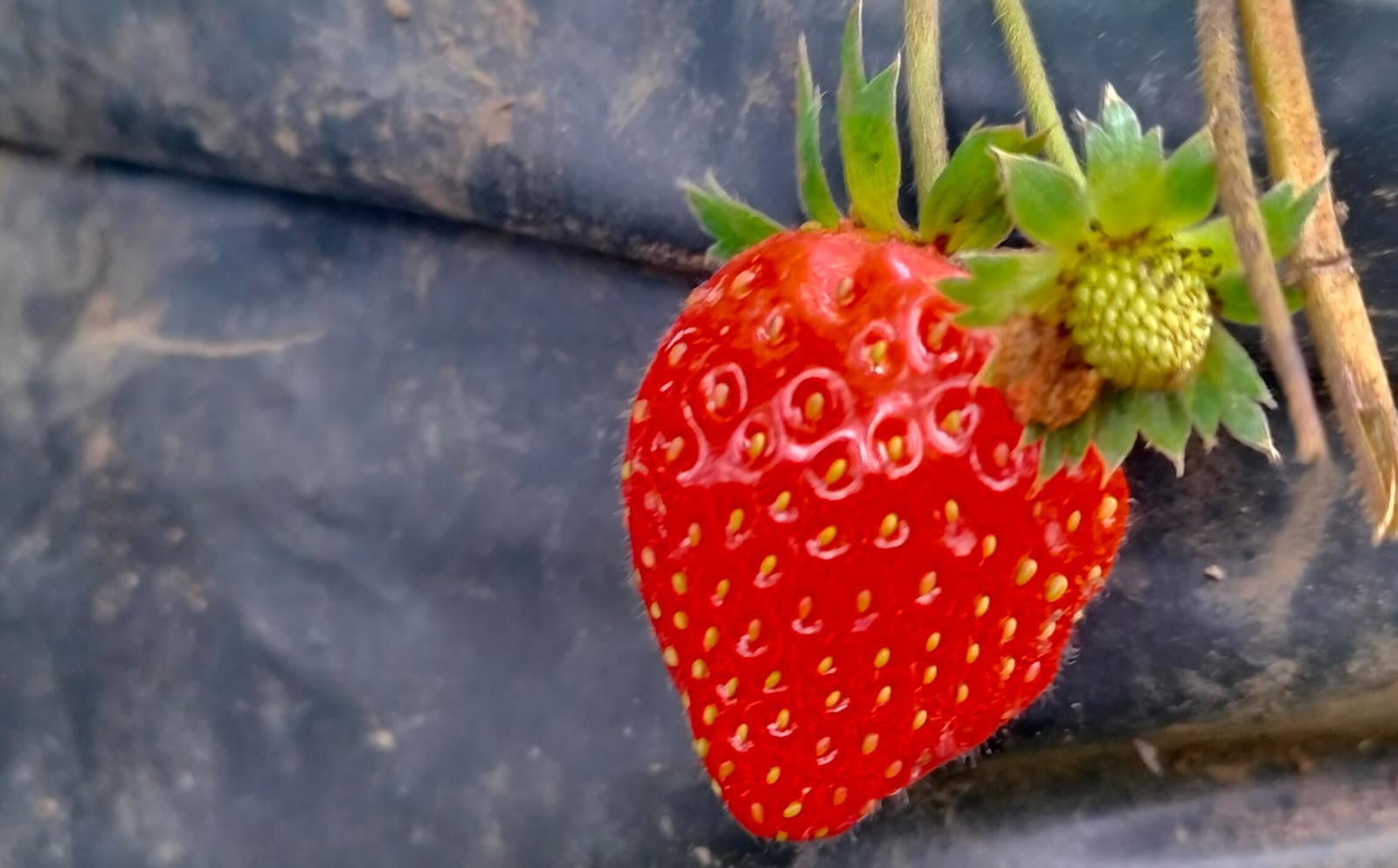 Ternyata Stroberi Bisa Menyehatkan Ginjal, yuk SIMAK Jenis Buah Lainnya