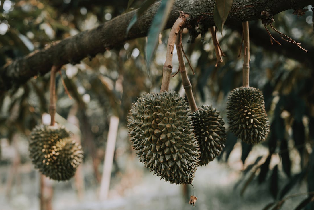 2 Kecamatan Penghasil Durian Terbesar di Kabupaten Gresik Jawa Timur: Produksinya 6.405 Kuintal, Juaranya? 