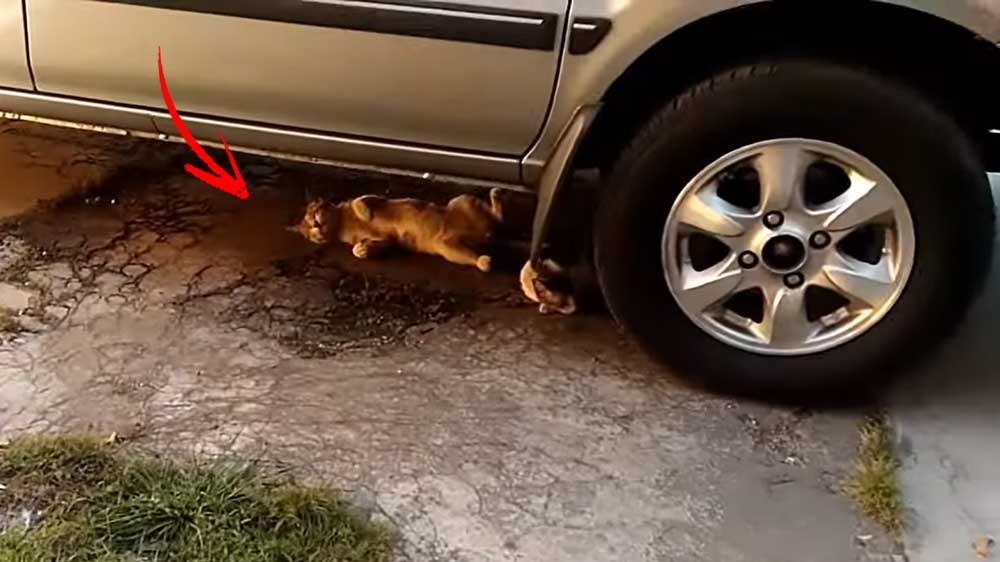 Mengapa Kucing Suka Masuk Kolong Mobil? Ternyata Ini Jawabannya