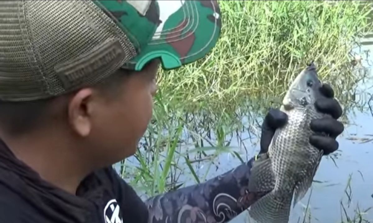 Siapa yang Suka Mancing Ikan Nila? Coba Simak Ini Umpannya Paling Jitu 