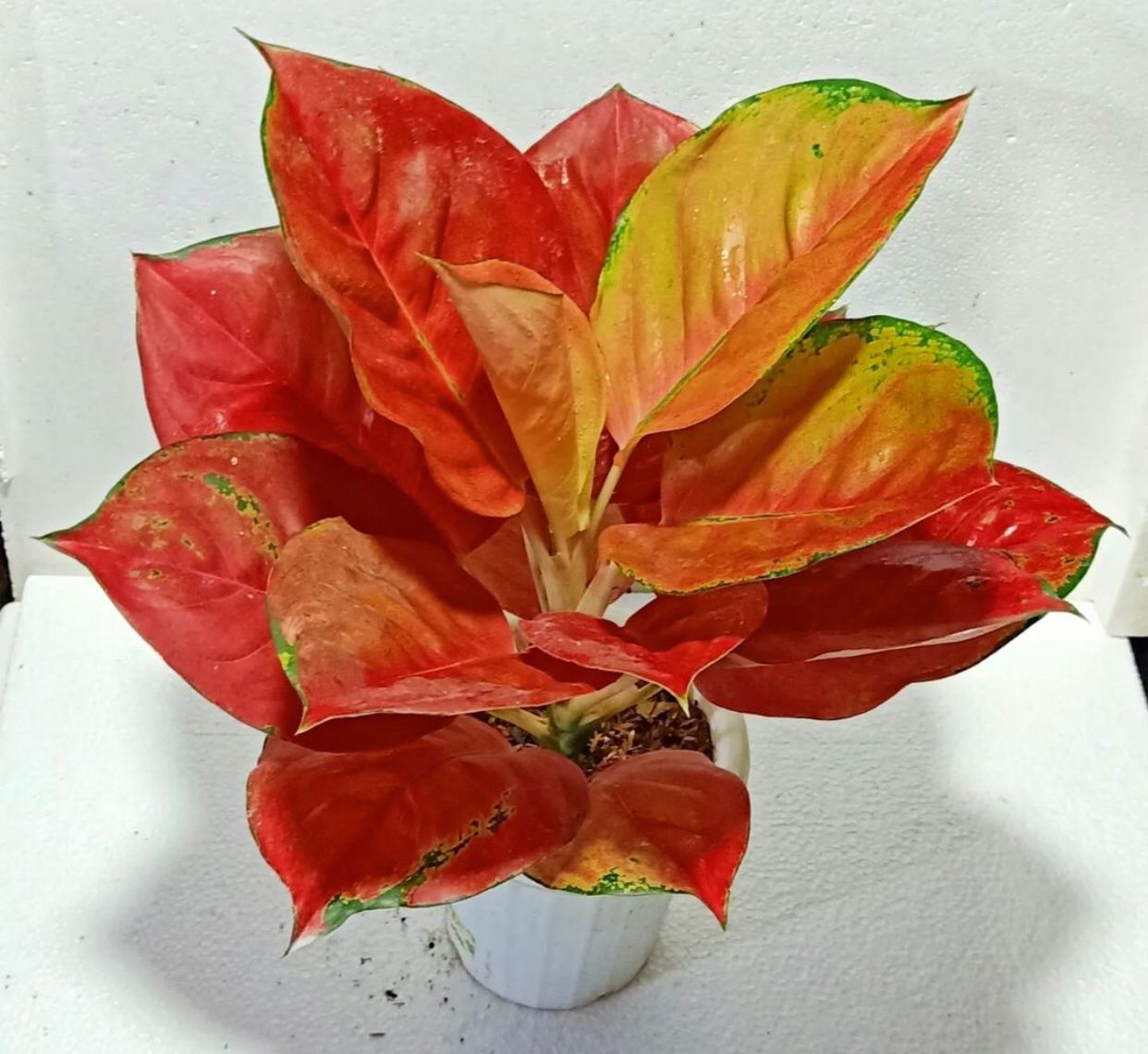 Miliki Daun yang Mempesona, Philodendron Red Leaf Jadi Incaran Kolektor Tanaman Hias