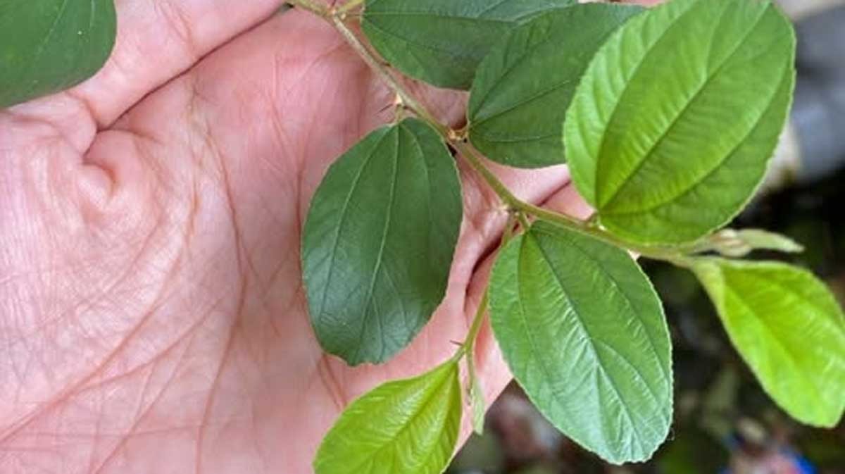 6 Alasan Pohon Bidara Wajib Ada di Sekitar Rumah Anda, Nomor 4 Paling Menakjubkan