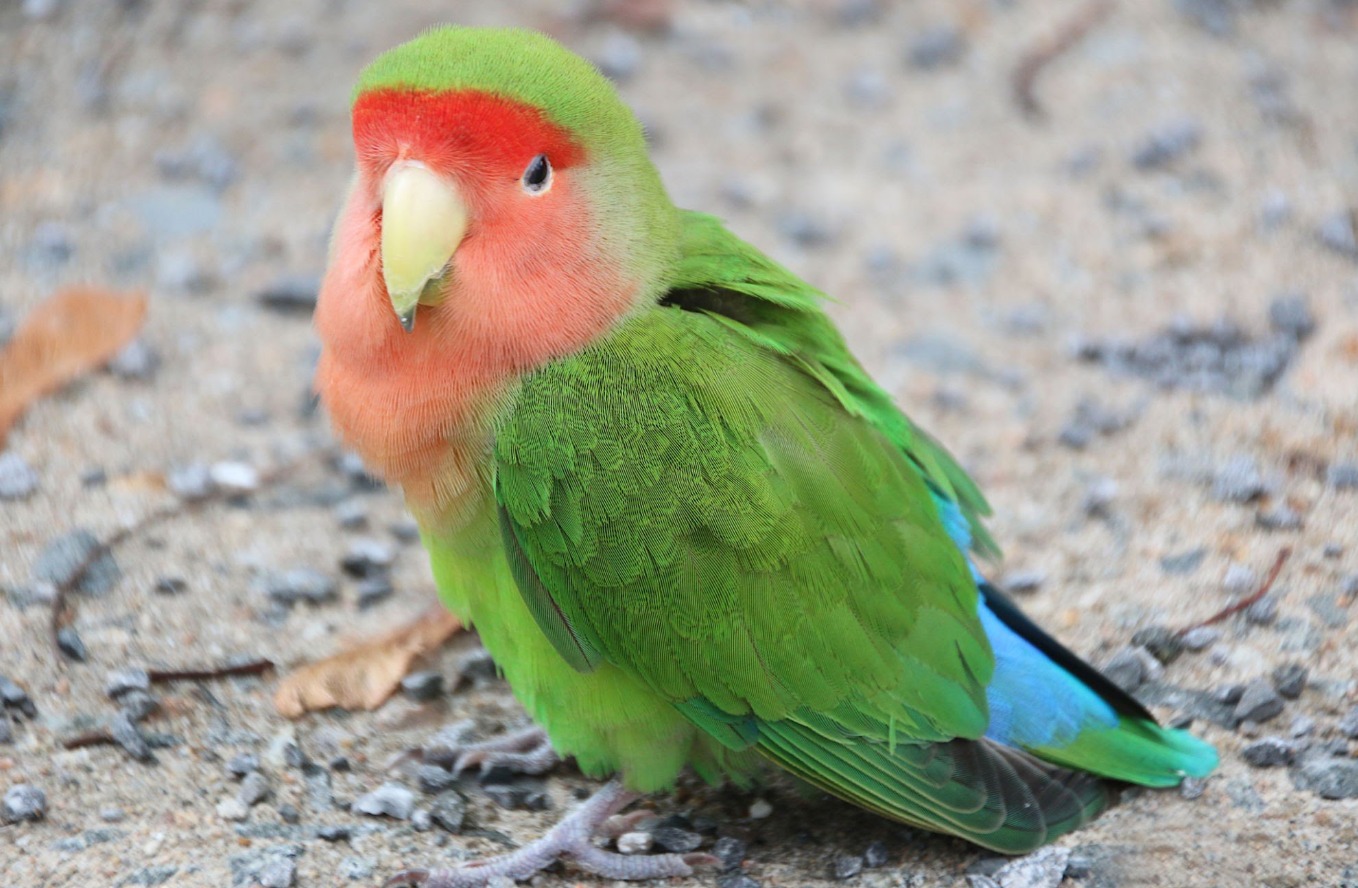 10 Keunggulan Burung Lovebird Peach-faced, Pecinta Burung Sudah Tahu Belum?  