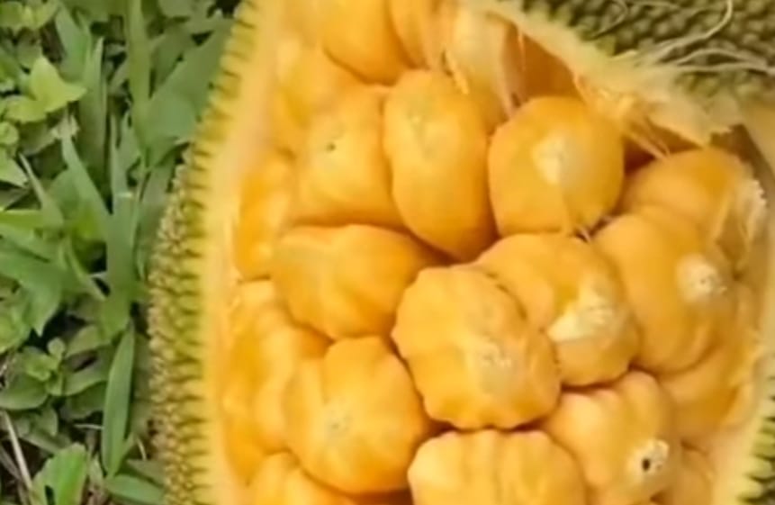 Mengagumkan! 7 Manfaat Buah Nangka yang Bisa Bikin Pencernaan Anda Stabil