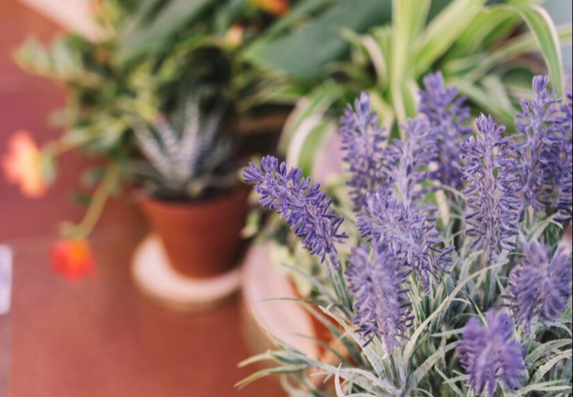 Bukan Sekedar Tanaman! Inilah 8 Manfaat Bunga Lavender untuk Kesehatan, Nomor 7 Berguna Banget Buat Cewek