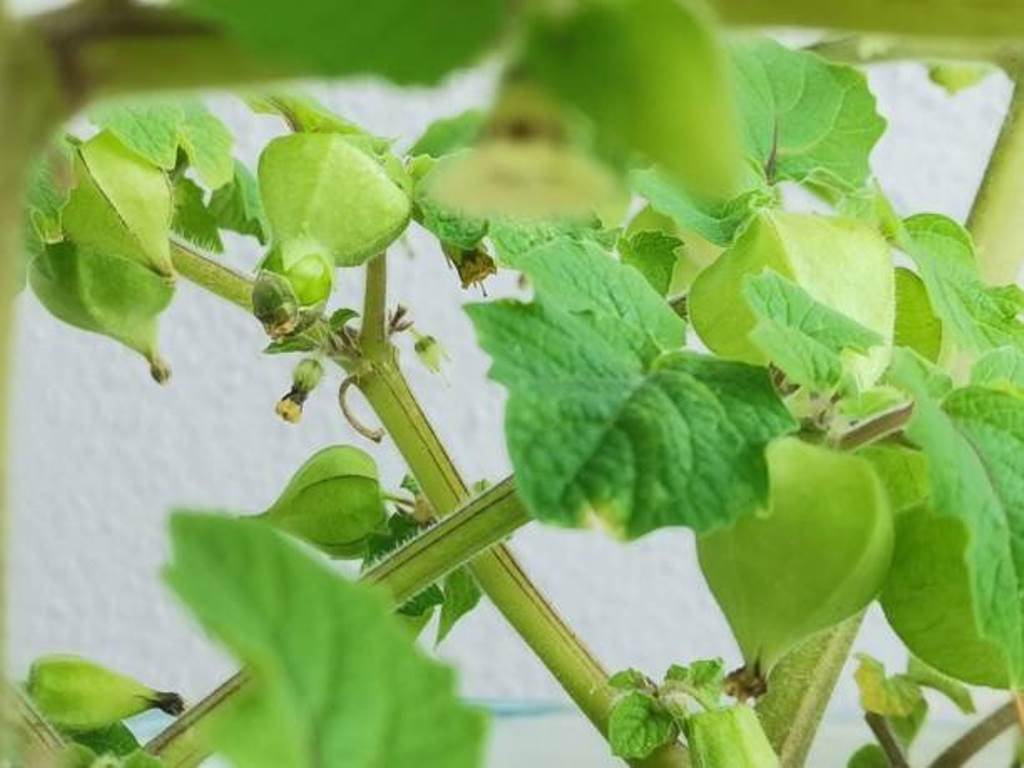 AJAIB! Ini 5 Manfaat Buah Ciplukan Bagi Kesehatan Tubuh