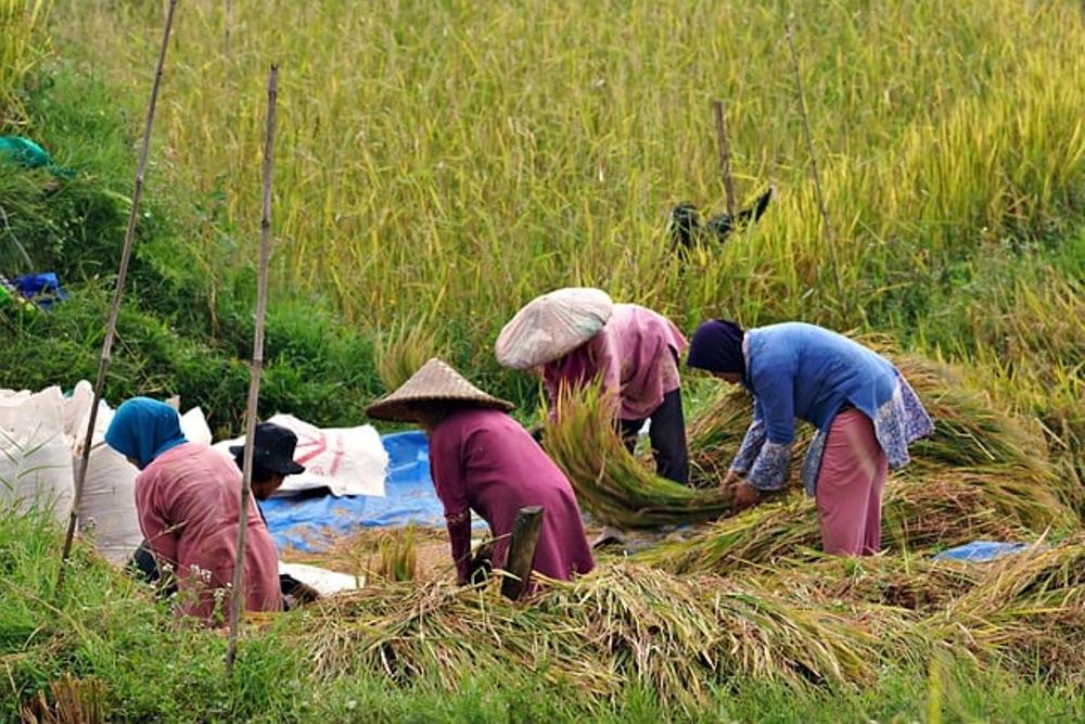 MIRIS! Daerah Lumbung Padi Jadi Kabupaten dengan Angka Kemiskinan Tertinggi di Kalimantan Timur