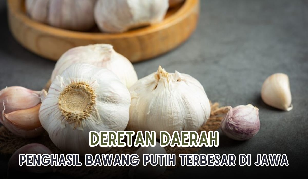 Daerah di Pulau Jawa Penghasil Bawang Putih Terbesar, Salah Satunya Kampung Halaman SBY