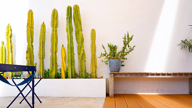 6 Tanaman Hias Pembawa Rezeki dan Keharmonisan Rumah Tangga