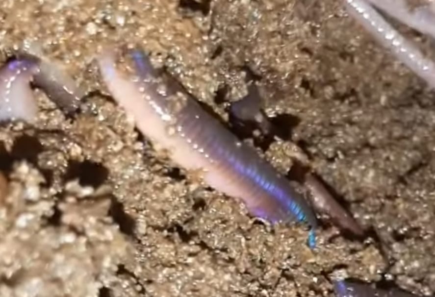 Inilah 7 Fakta Menarik Cacing Tanah Untuk Kesehatan