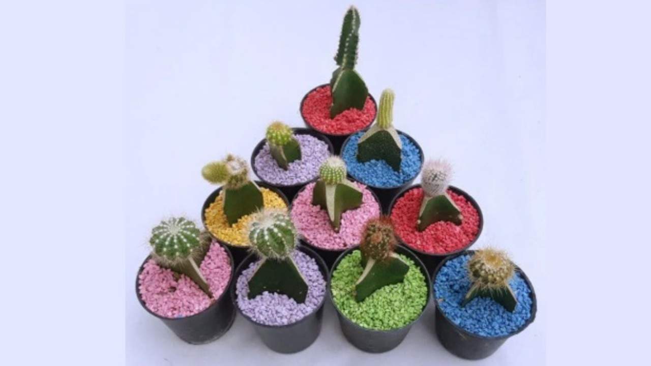 Tanaman Hias Awet dan Cantik? Rahasianya Ada di Batu dan Kerikil Pot! Ini Penjelasannya