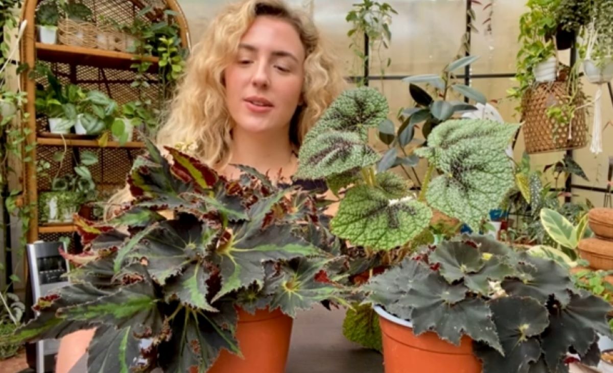 Inilah Deretan Jenis Tanaman Hias Begonia Paling Disukai Wanita