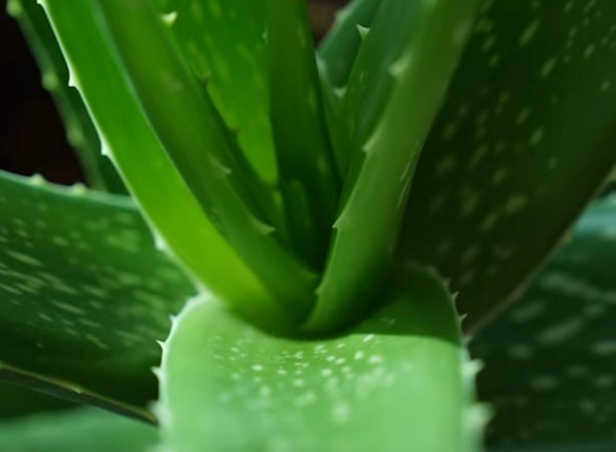 SIMAK! Berikut 6 Bahan Alami yang Bisa Menyuburkan Rambut