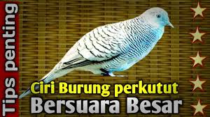 Burung Perkutut Anda Bersuara Kecil, Boleh Dicoba Tips Ini, Dijamin Suaranya Langsung Ngejreng!