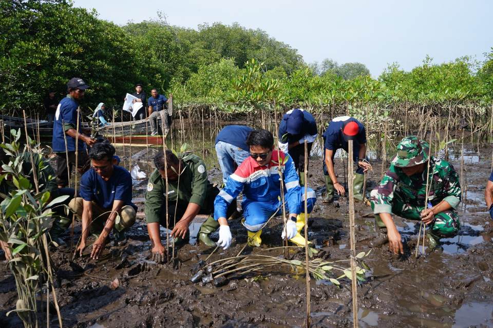 Pertamina EP Pangkalan Susu Perkuat Ekosistem Pesisir Desa Pasar Rawa