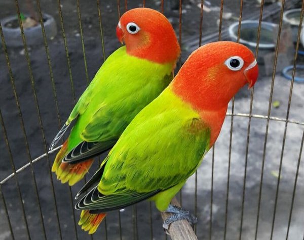 Jenis Burung Lovebird Ini Paling Dicari Kicau Mania di Indonesia, Inilah Ciri-cirinya!