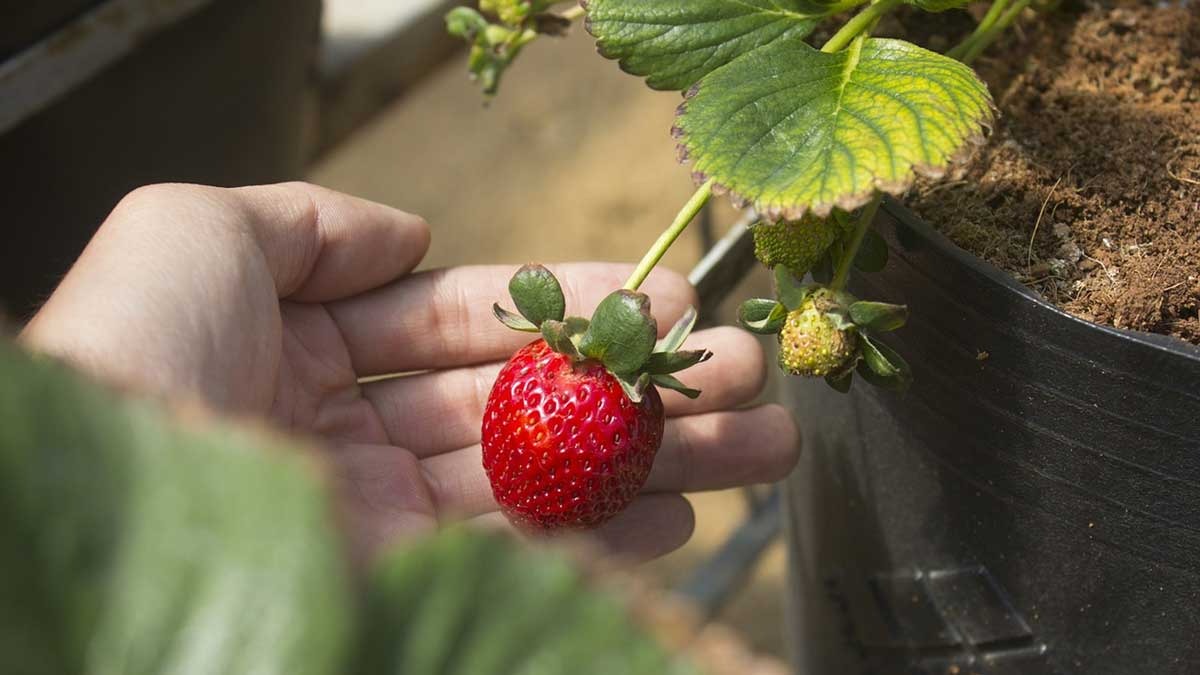 Ingin Menanam Strawberry di Rumah? Tak Sulit Kok, Ikuti Saja Langkah-langkah Ini