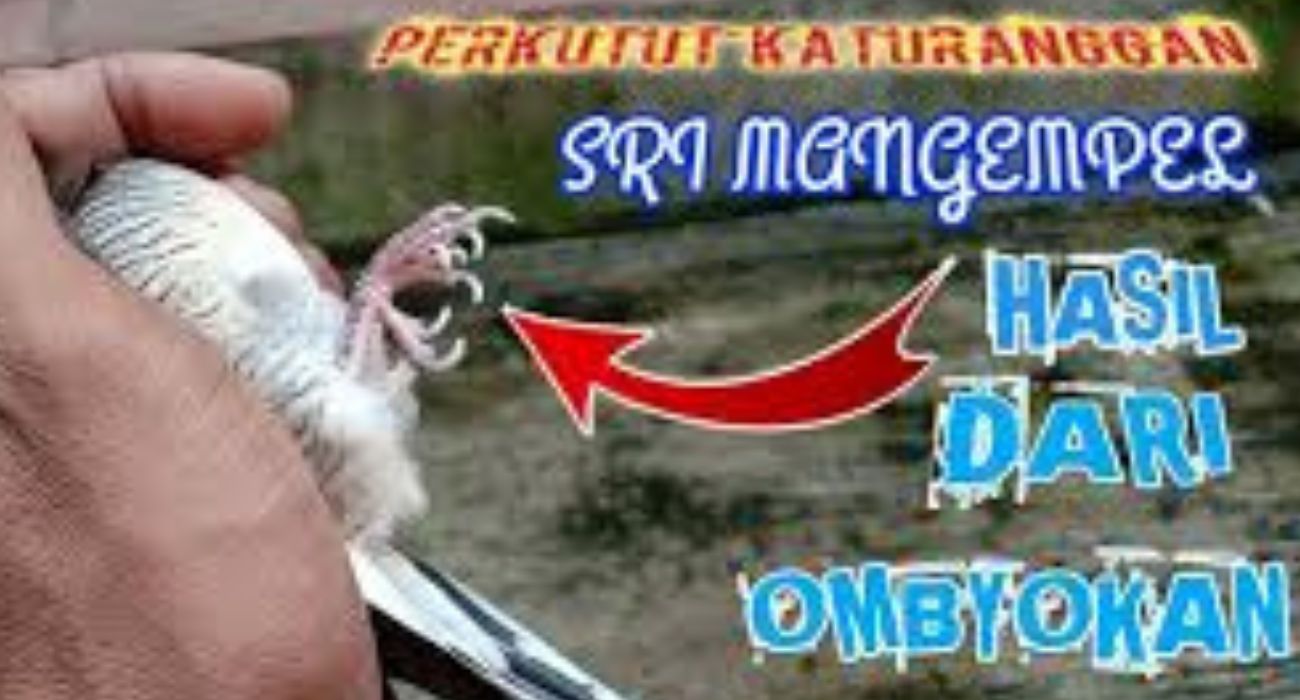 4 Ciri Mathi Burung Perkutut yang Membawa Energi Positif Kepada Pemiliknya, Segera Cek Keturangan Anda!