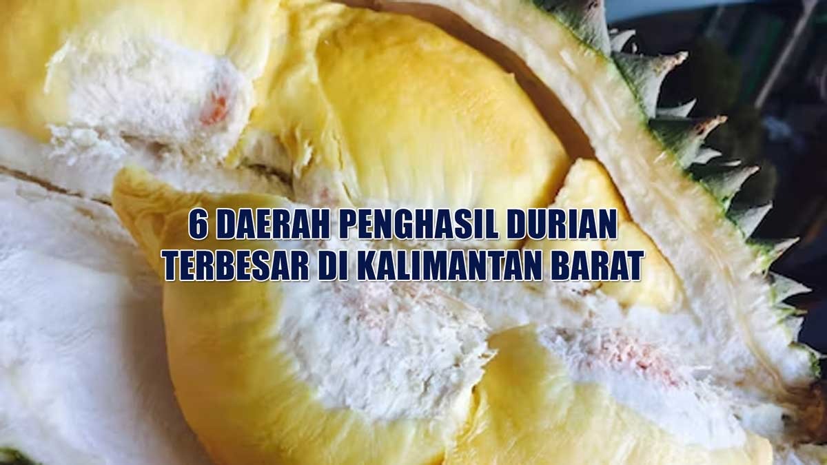 Surganya Durian, 6 Daerah Penghasil Durian Terbesar di Kalimantan Barat, Mempawah Masuk Daftar, Juaranya?