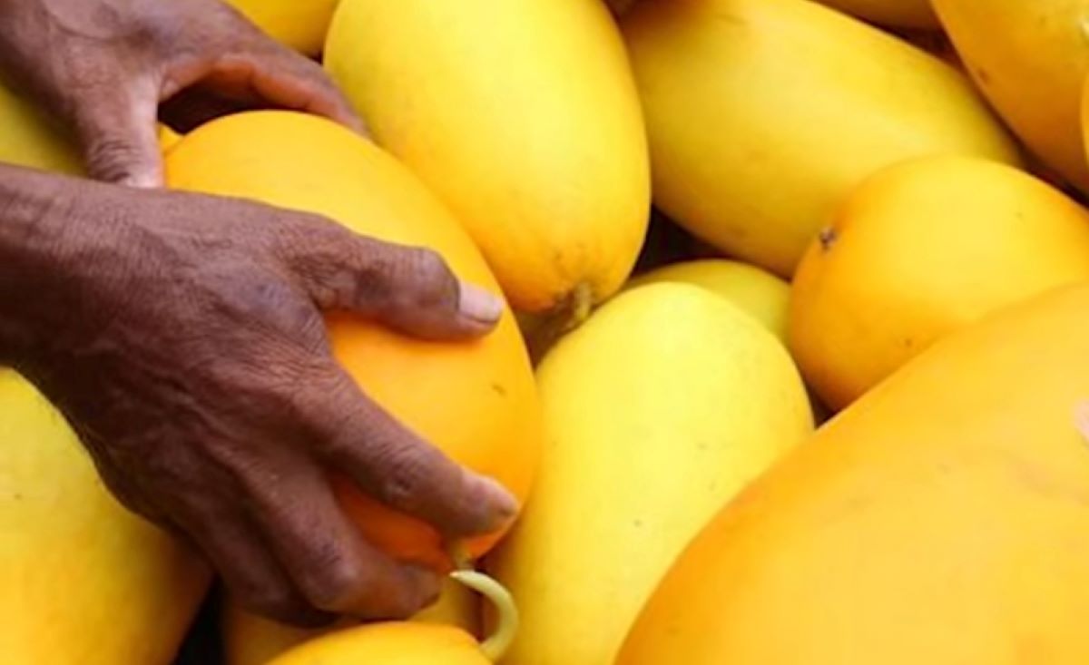 Ternyata Buah Belewah Bisa Mengurangi Dehiderasi loh, yuk Simak Manfaat Lainnya