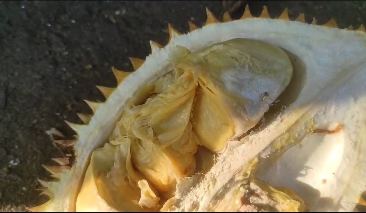 Durian di Daerah Ini Manis dan Legit, Sekali Makan Langsung Bikin Nagih!