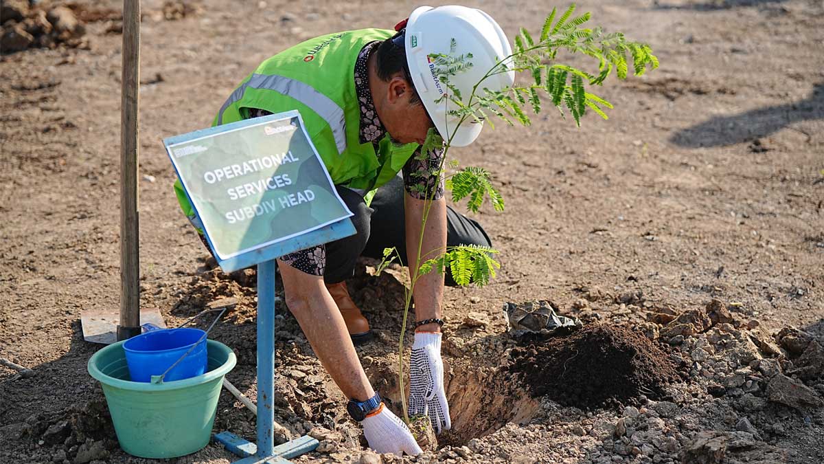 Green Mining, PTBA Tanam 600 Pohon Sengon Buto di Lahan Pascatambang