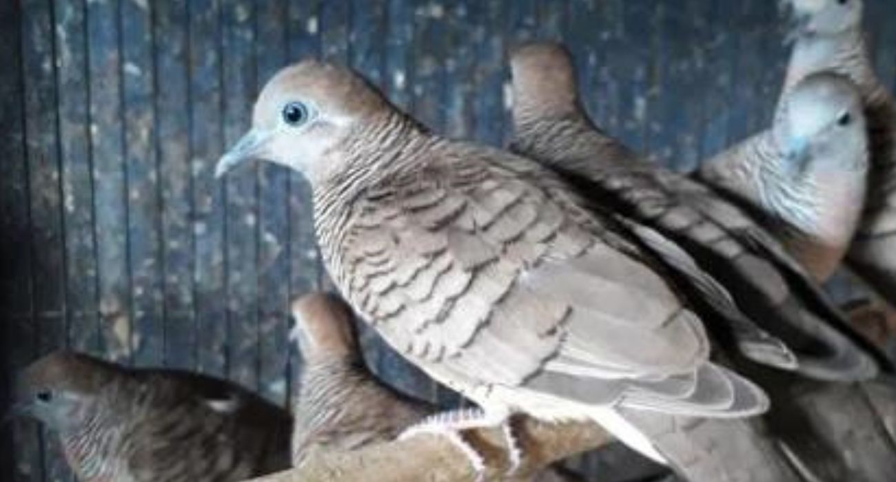 Pemula Wajib Tahu! Trik Jitu Melebatkan Bulu Burung Perkutut, Dijamin Auto Tebal