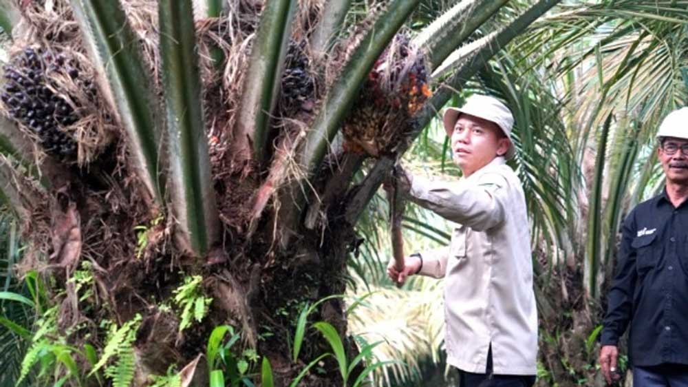 Berhasil Terapkan PSR, KUD Barokah Jaya Panen Ribuan Ton Sawit