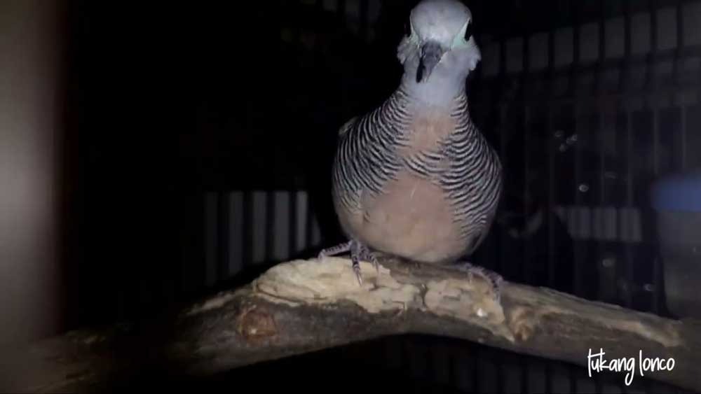 Makna di Balik Corak Burung Perkutut yang Langka, Filosofinya Bisa Membuat Pemiliknya Selalu Berkecukupan