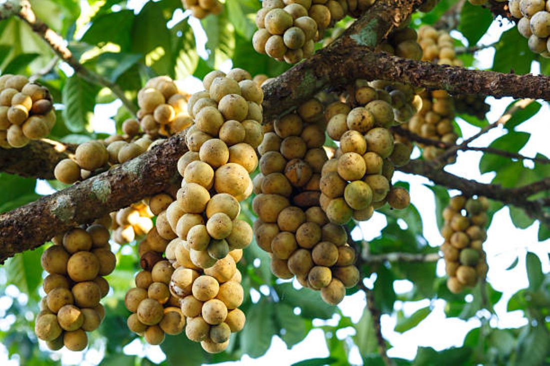 Inilah 4 Daerah Penghasil Buah Duku Terbanyak di Kabupaten Bogor, Nomor 1 Tempat Tinggal Kamu?