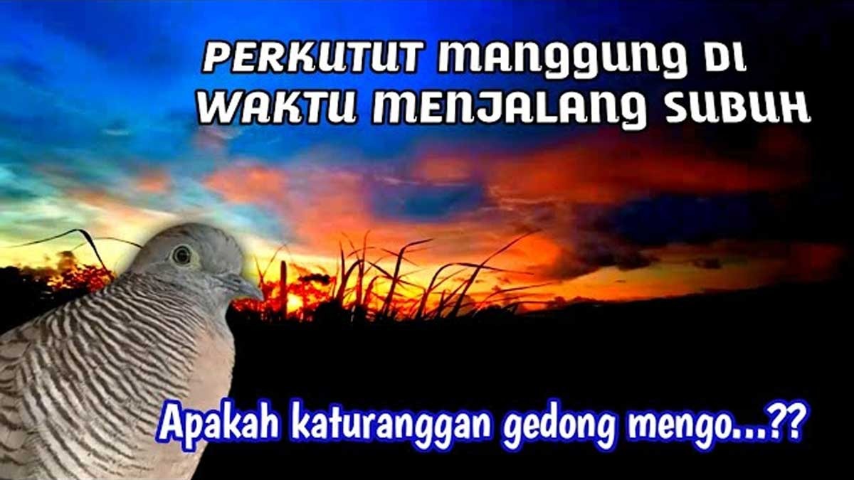 Apakah Perkutut yang Manggung di Waktu Subuh Tanda Pembawa Rezeki? Ini Penjelasannya