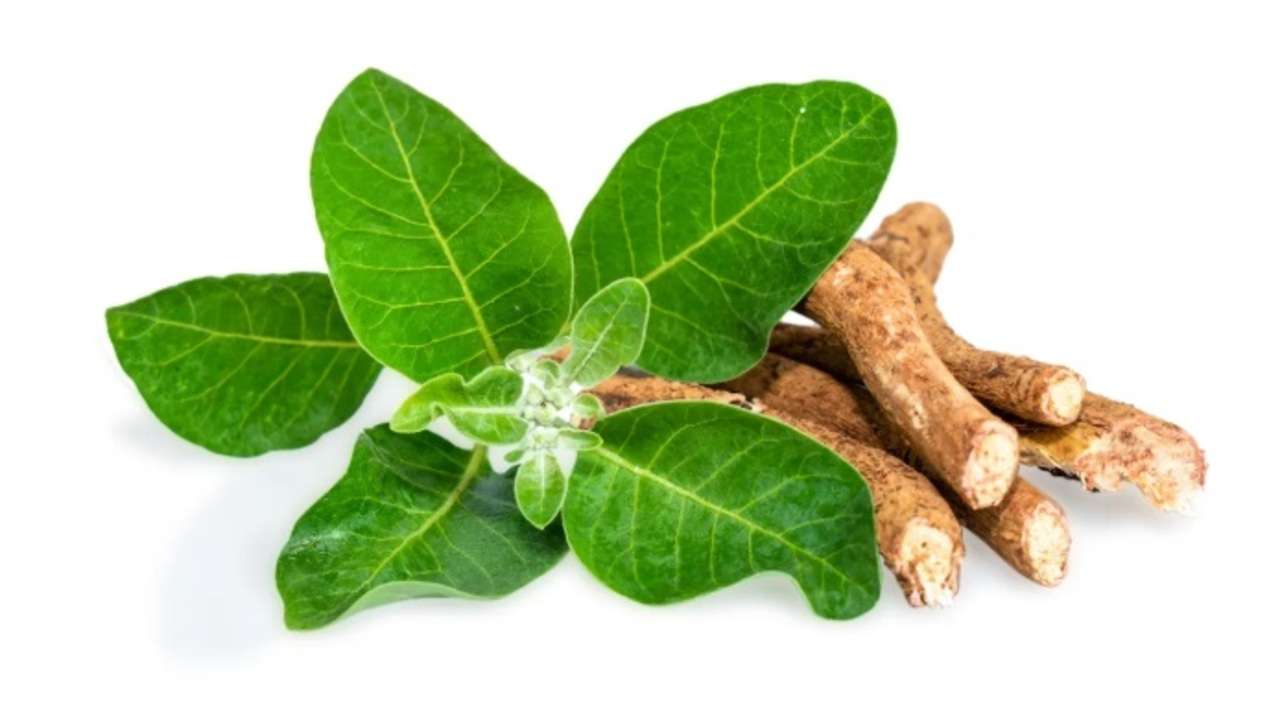 Jarang Diketahui, Tanaman Herbal Ini Bantu Pembentukan Otot Secara Alami