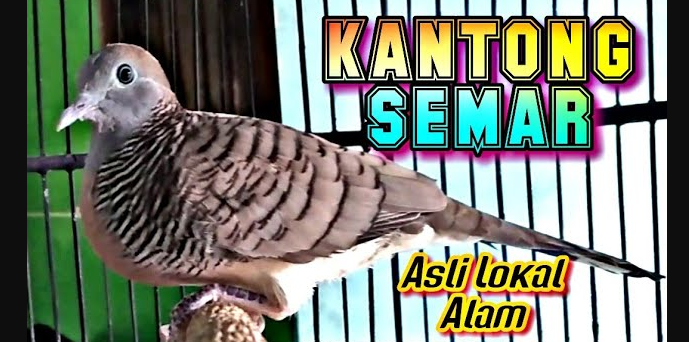 Mengenal Burung Perkutut Katuranggan Kantong Semar, Perkutut Paling Diburu Kolektor Burung