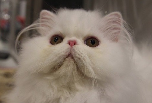 Kenalan Yuk dengan Kucing Persia, Si Hidung Pesek Paling Ramah di Dunia 