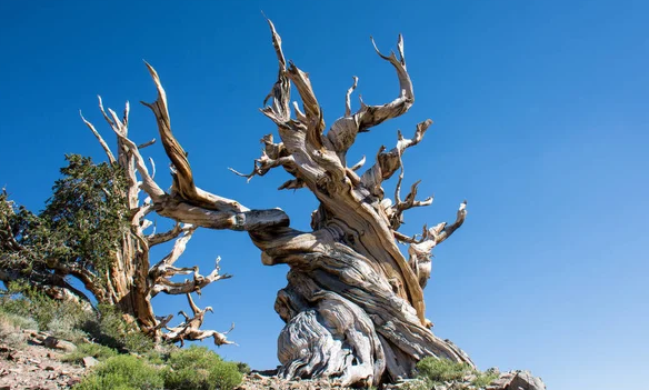 Tampang Pinus Bristlecone, Pohon Tertua di Dunia, Berusia 5.000 Tahun