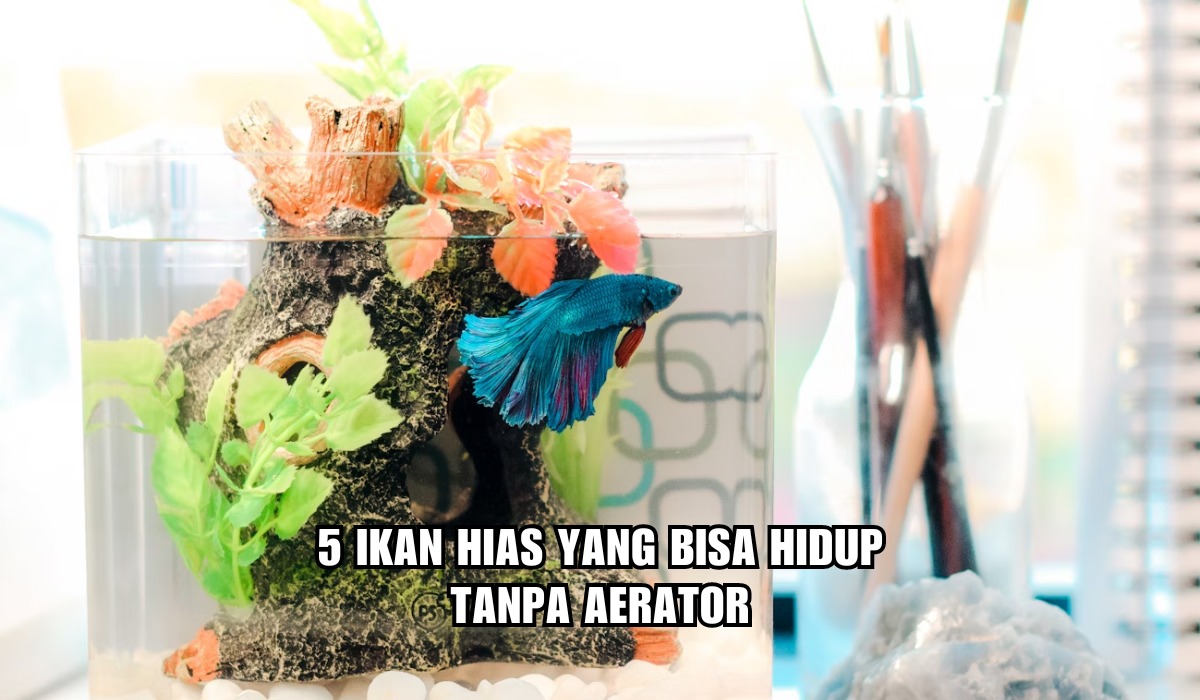 5 Ikan Hias yang Bisa Hidup Tanpa Aerator, Bentuknya Unik dengan Warna Indah Mencolok, Cocok Dipelihara Pemula